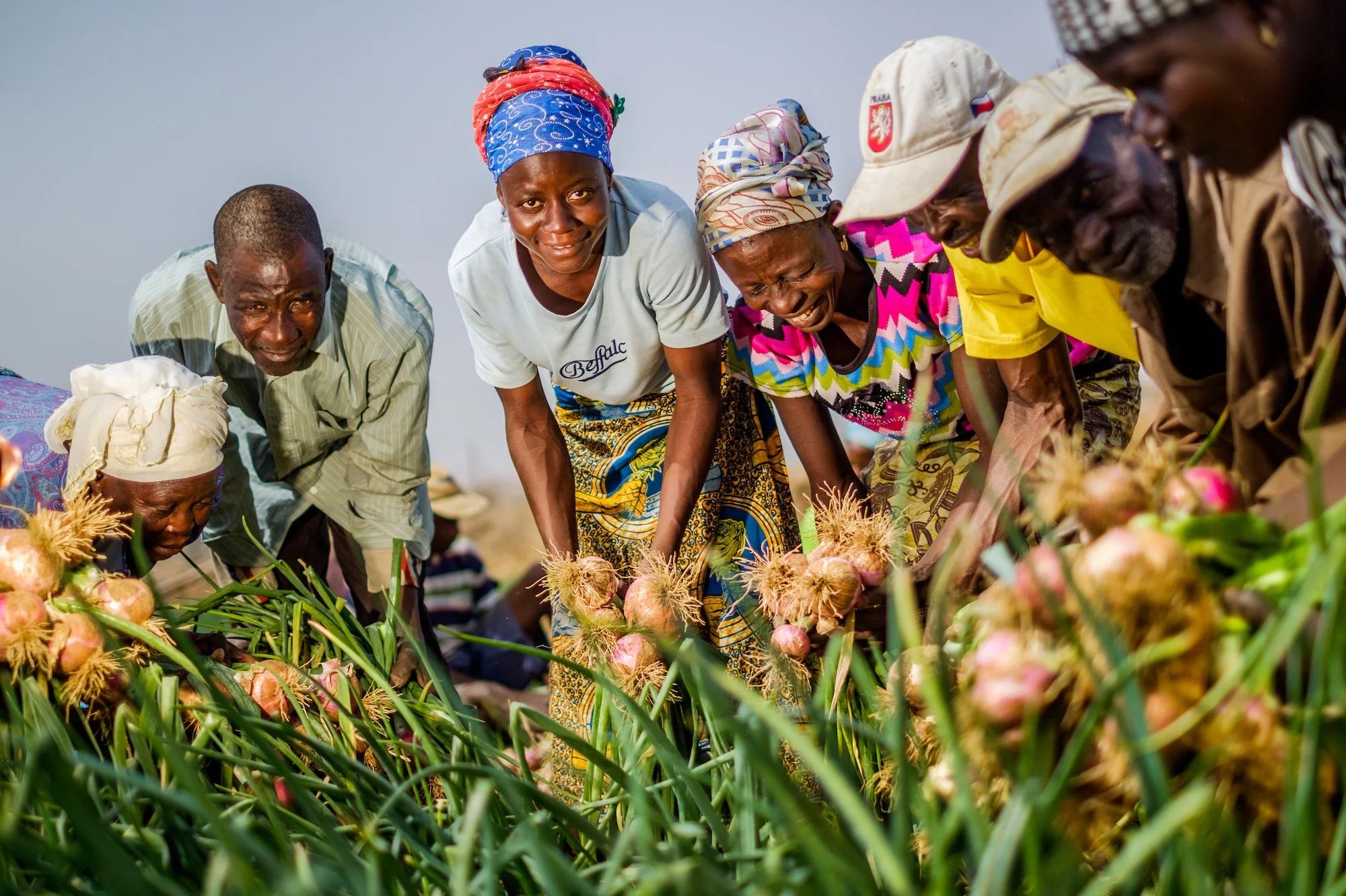 Farmers harvesting red onions by hand in a green field