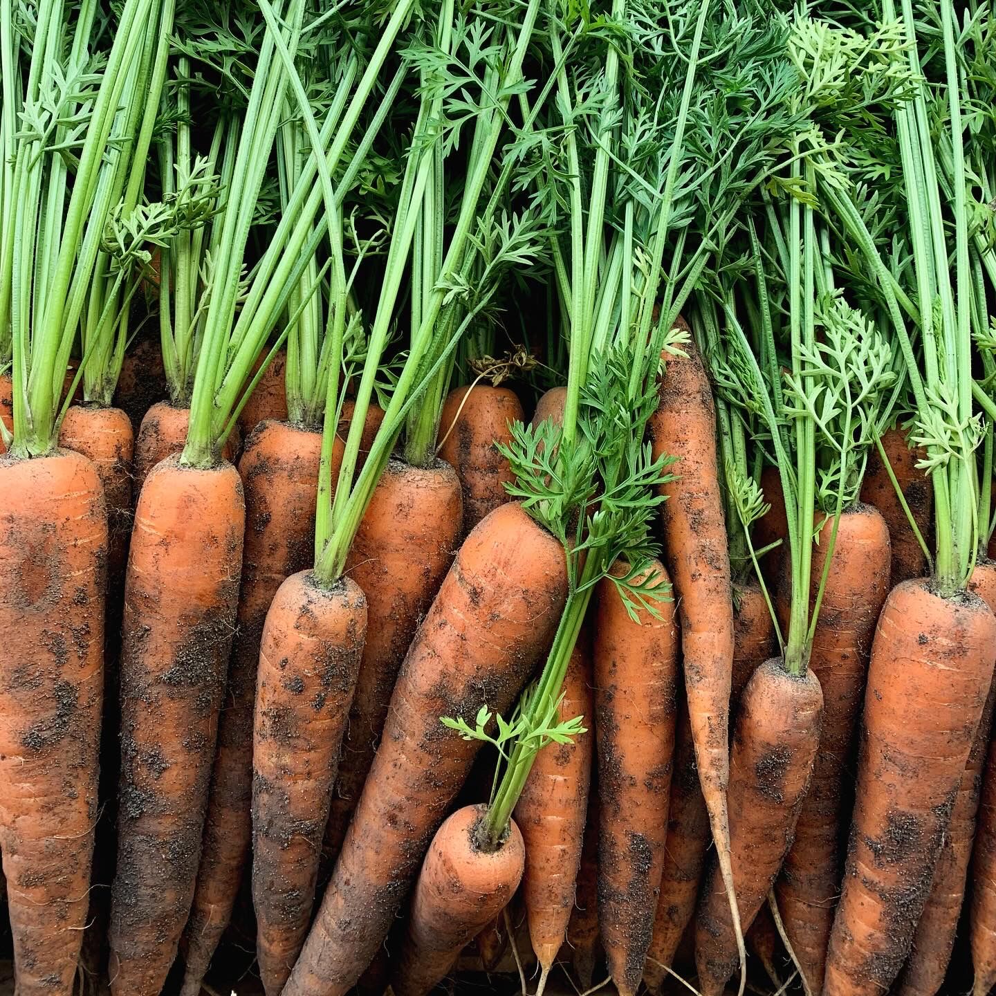 Freshly harvested carrots with green tops