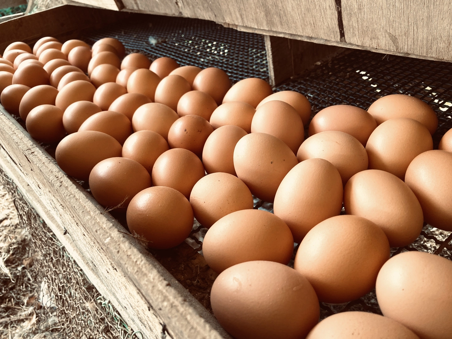 Fresh brown farm eggs lined up in a wooden coop tray