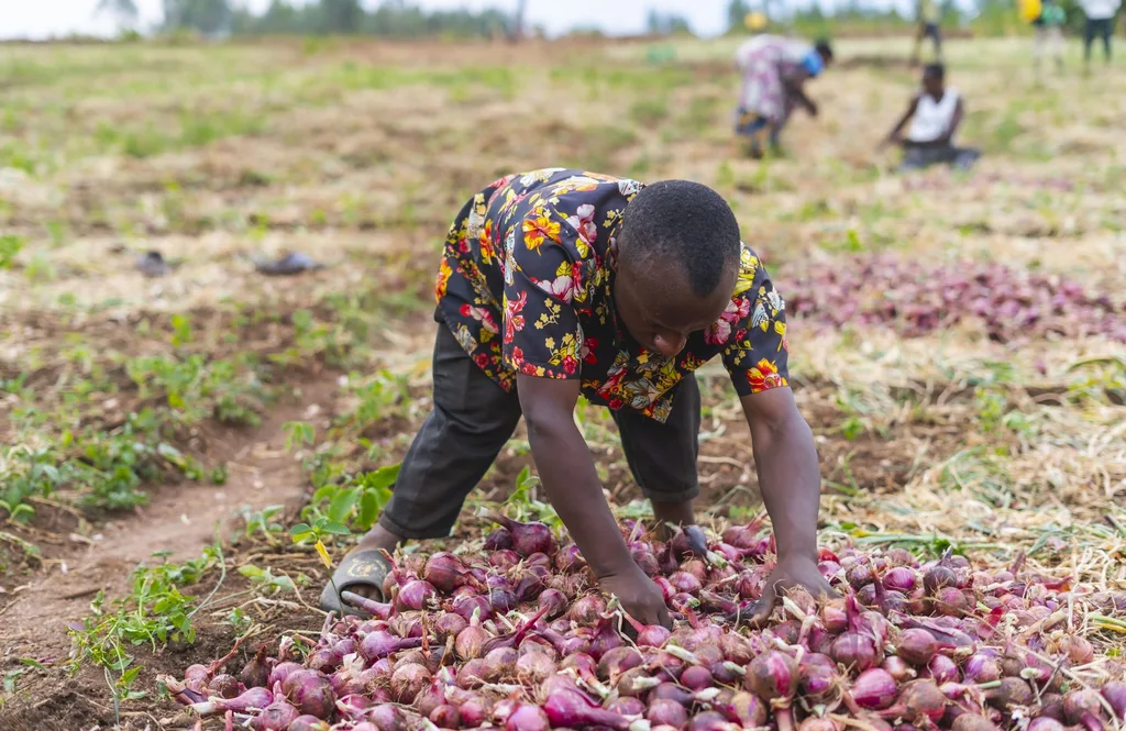 A farmer sorting a fresh red onion harvest in the field