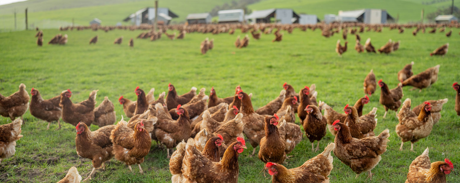 Free-range chickens on green pasture