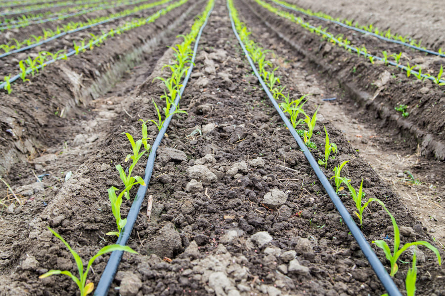 Drip irrigation lines watering young crops